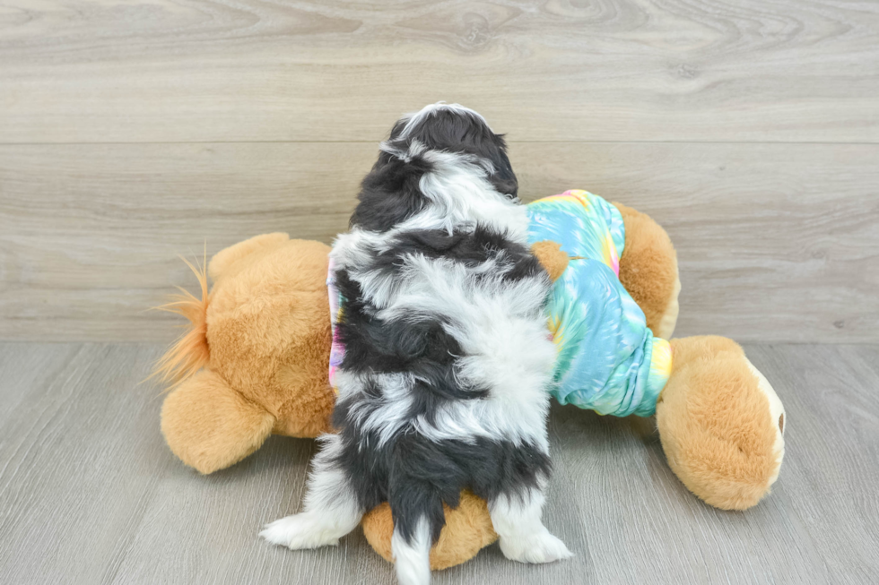 Energetic Shihpoo Poodle Mix Puppy