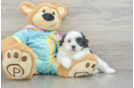 Petite Shih Poo Poodle Mix Pup