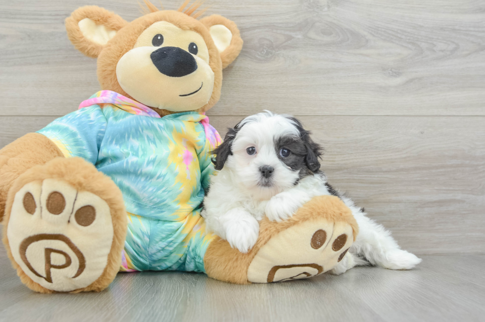 5 week old Shih Poo Puppy For Sale - Florida Fur Babies