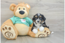 Fluffy Shih Poo Poodle Mix Pup