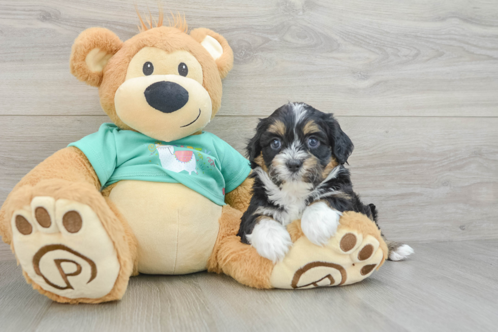 Fluffy Shih Poo Poodle Mix Pup