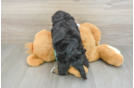 Shih Poo Puppy for Adoption