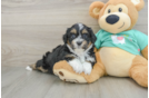 Sweet Shih Poo Baby