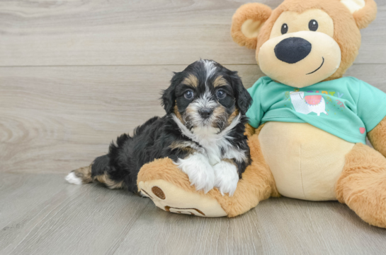 Sweet Shih Poo Baby