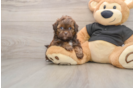 Shih Poo Pup Being Cute