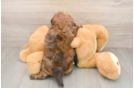 Shih Poo Pup Being Cute