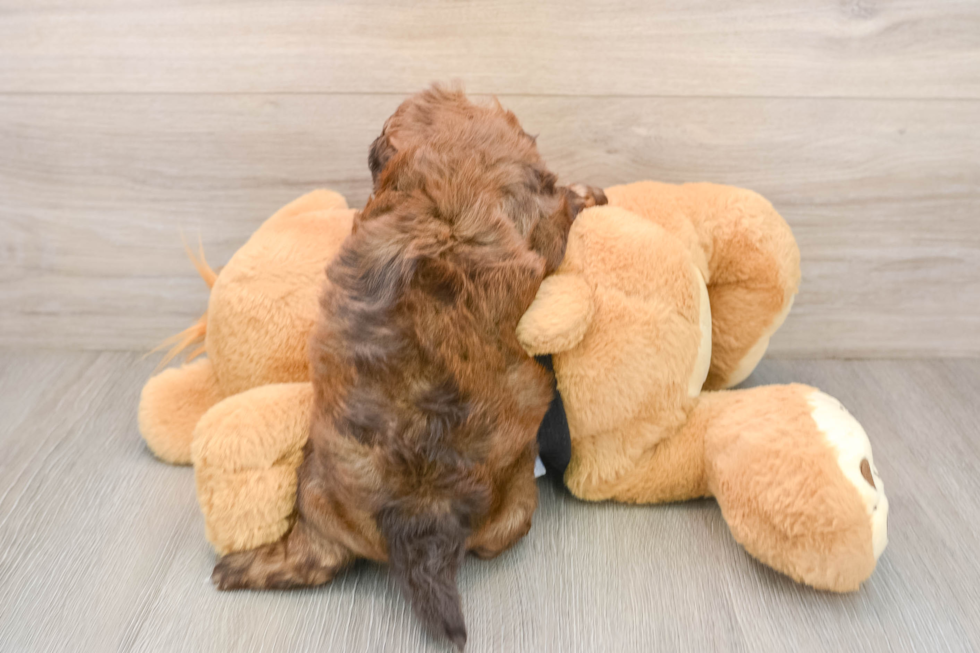 Shih Poo Pup Being Cute