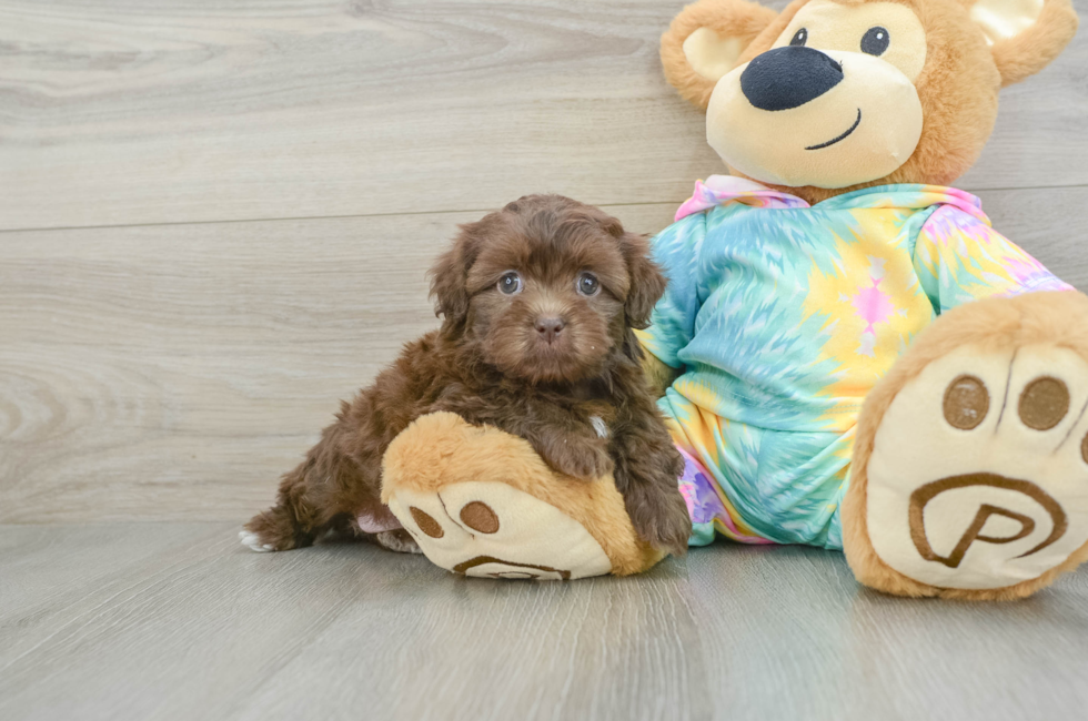 5 week old Shih Poo Puppy For Sale - Florida Fur Babies