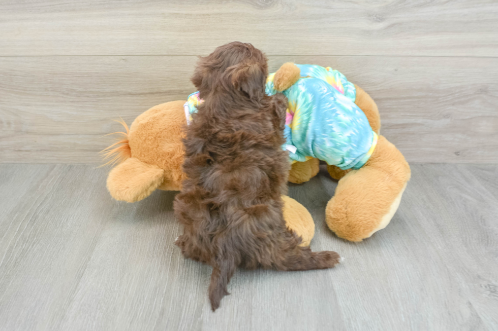 Shih Poo Puppy for Adoption