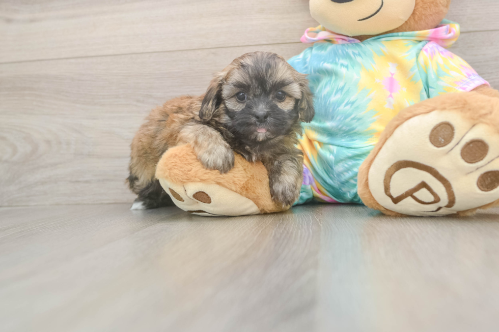Popular Shih Poo Poodle Mix Pup