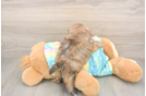 Shih Poo Pup Being Cute