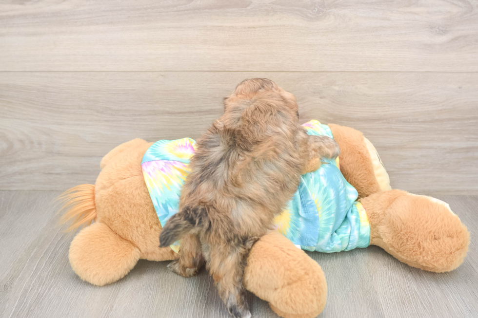 Shih Poo Pup Being Cute