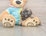 5 week old Shih Poo Puppy For Sale - Florida Fur Babies