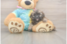 Fluffy Shih Poo Poodle Mix Pup