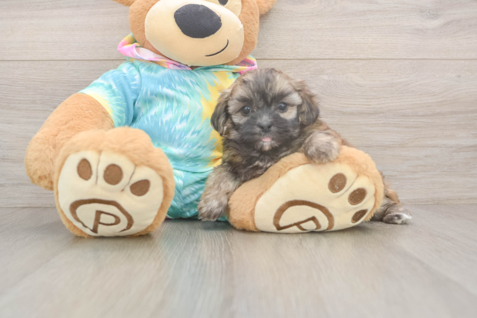 Fluffy Shih Poo Poodle Mix Pup