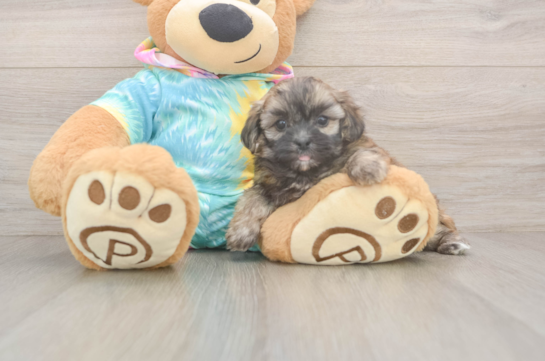 Fluffy Shih Poo Poodle Mix Pup