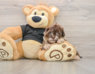 7 week old Shih Poo Puppy For Sale - Florida Fur Babies