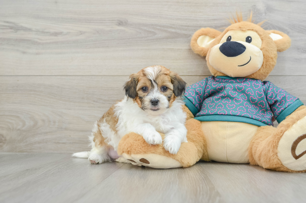 6 week old Shih Poo Puppy For Sale - Florida Fur Babies