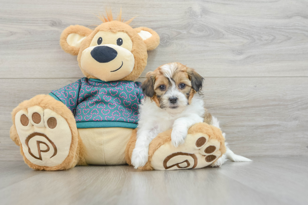 Shih Poo Pup Being Cute