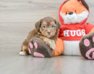 8 week old Shih Poo Puppy For Sale - Florida Fur Babies
