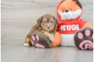 Friendly Shih Poo Baby