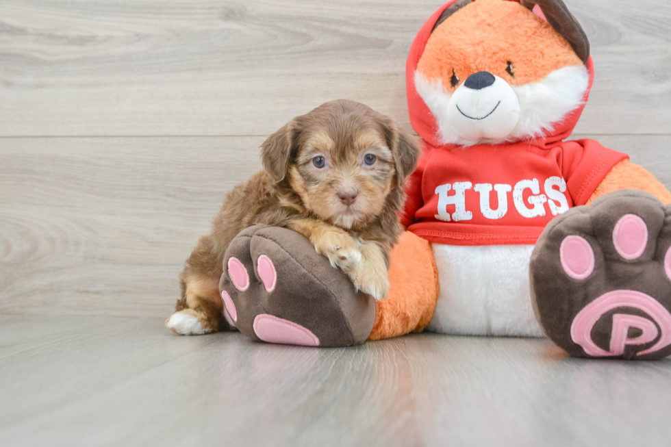Friendly Shih Poo Baby