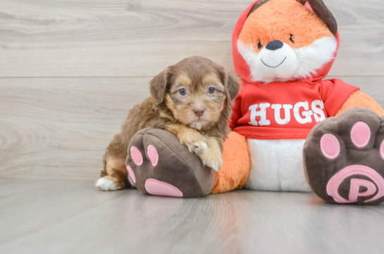 Friendly Shih Poo Baby