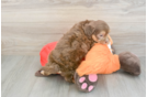 Shih Poo Puppy for Adoption