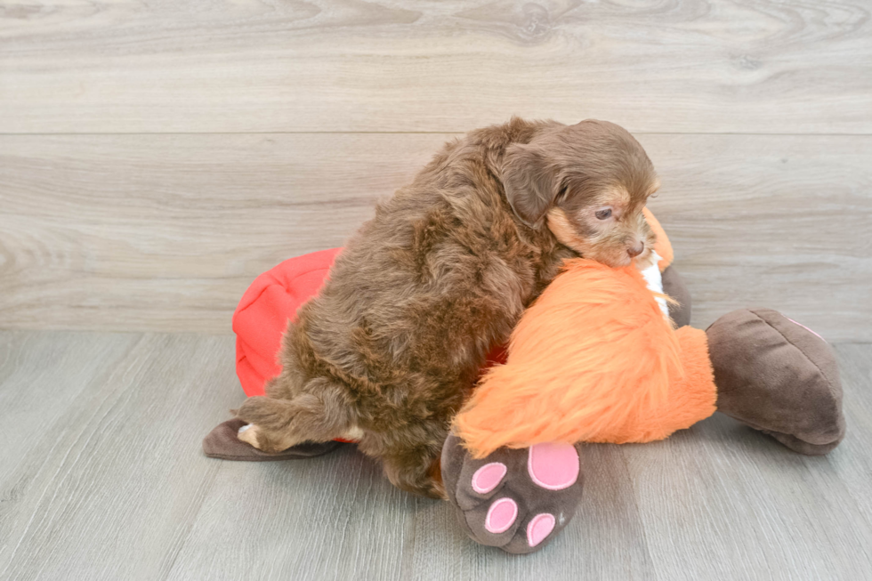 Shih Poo Puppy for Adoption