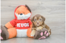 Hypoallergenic Shihpoo Poodle Mix Puppy
