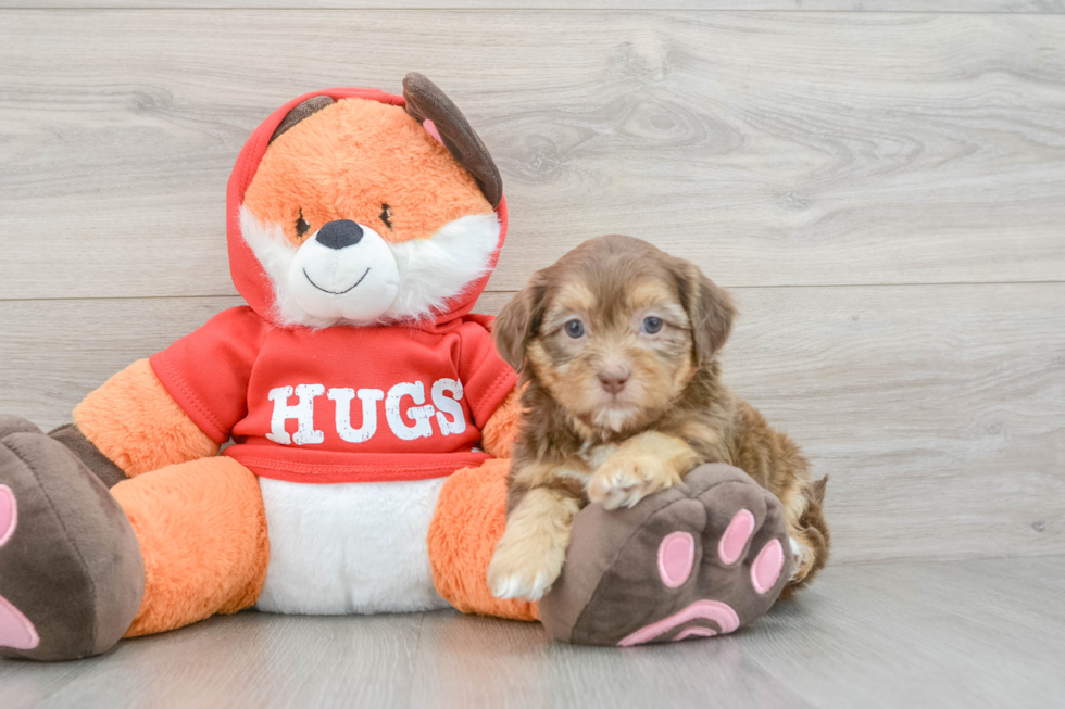Hypoallergenic Shihpoo Poodle Mix Puppy