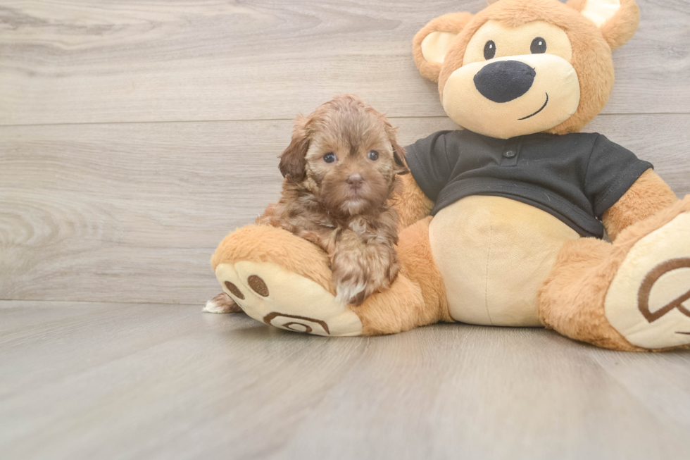 Meet Karissa - our Shih Poo Puppy Photo  2/3 - Florida Fur Babies Best Shih Poo Baby