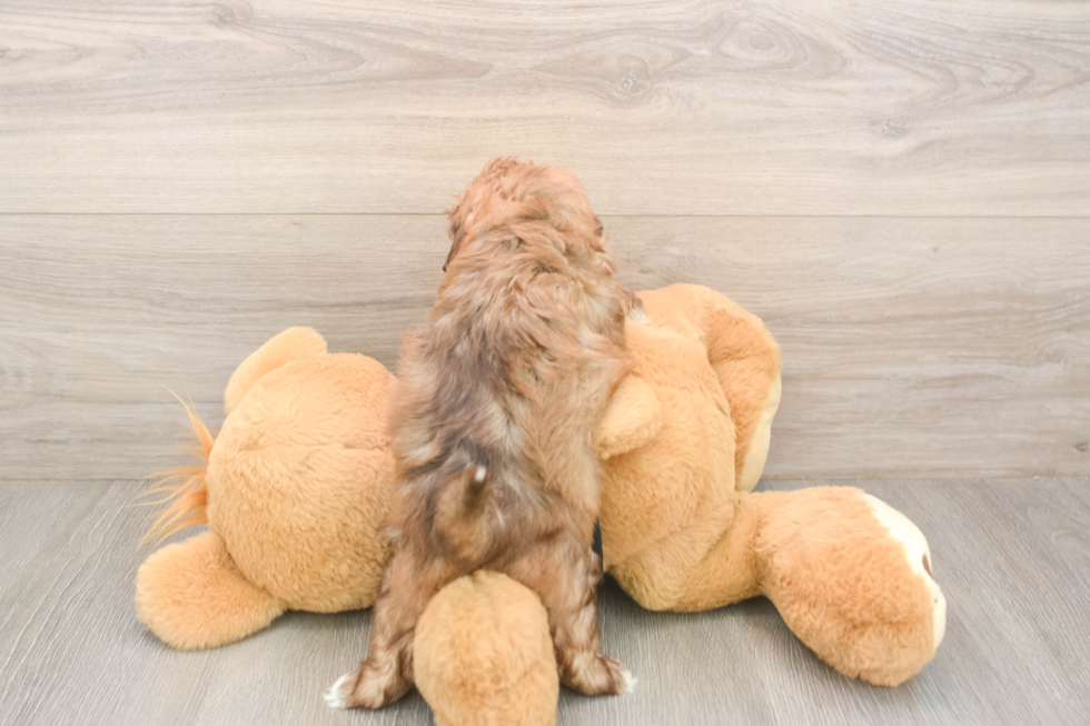 Meet Karissa - our Shih Poo Puppy Photo  3/3 - Florida Fur Babies Fluffy Shih Poo Poodle Mix Pup