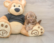 7 week old Shih Poo Puppy For Sale - Florida Fur Babies