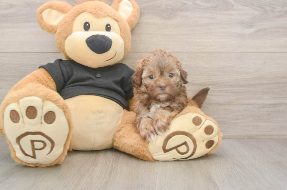 5 week old Shih Poo Puppy For Sale - Florida Fur Babies