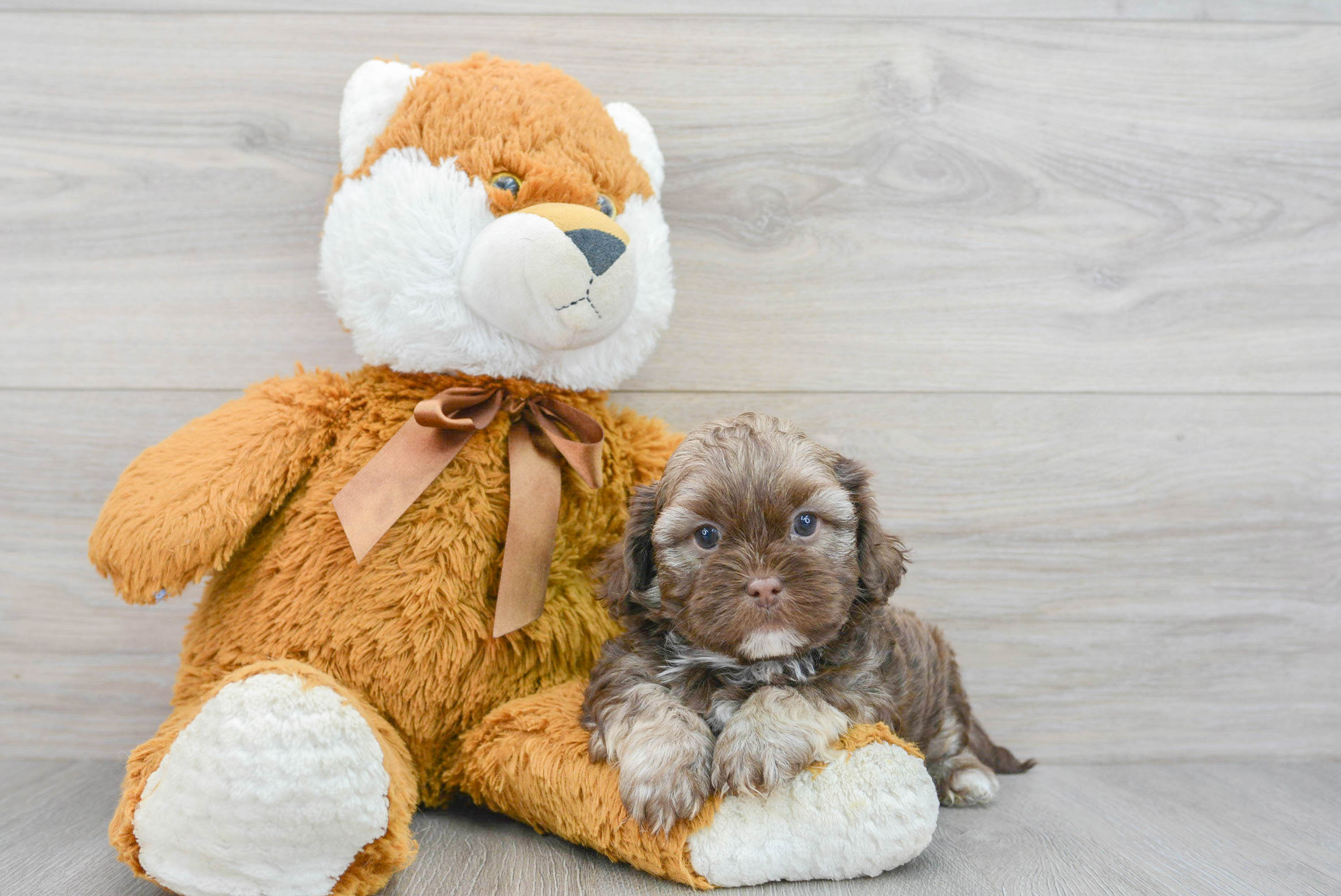 Teacup best sale shih poo