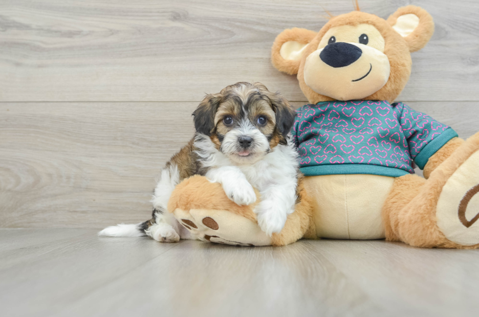 6 week old Shih Poo Puppy For Sale - Florida Fur Babies