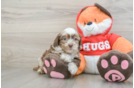Small Shih Poo Baby