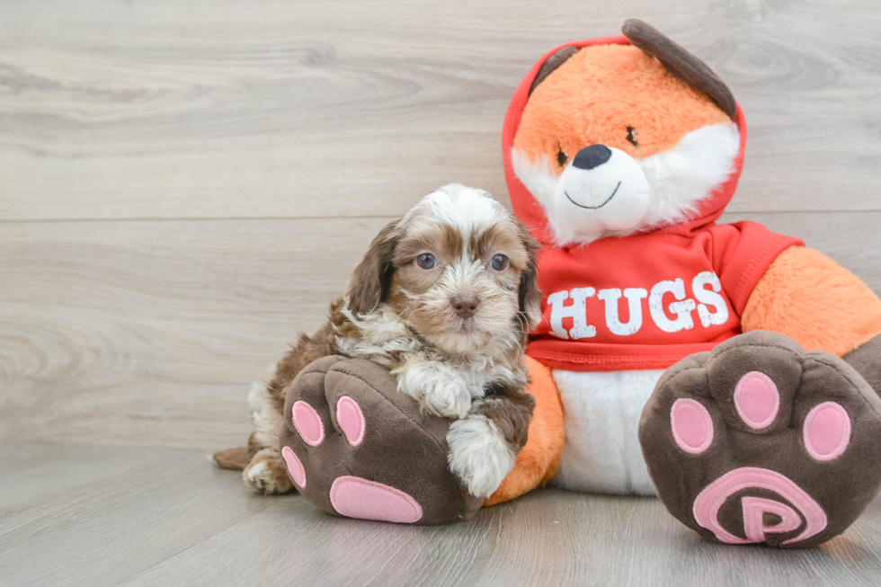 Small Shih Poo Baby
