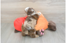 Shih Poo Puppy for Adoption
