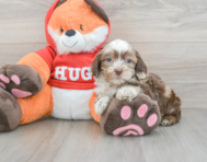 8 week old Shih Poo Puppy For Sale - Florida Fur Babies
