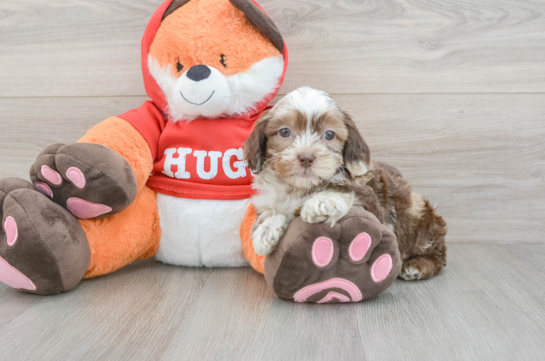 Best Shih Poo Baby