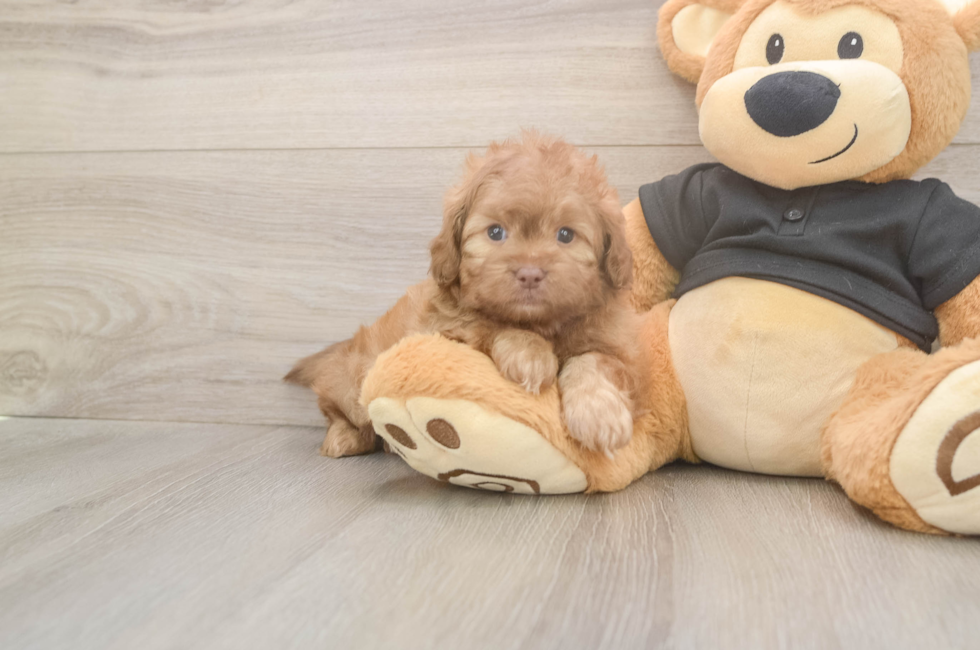 5 week old Shih Poo Puppy For Sale - Florida Fur Babies