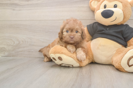5 week old Shih Poo Puppy For Sale - Florida Fur Babies Shih Poo Pup Being Cute