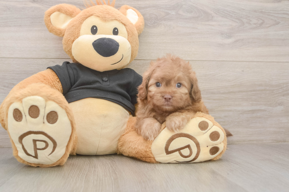 Meet Keaton - our Shih Poo Puppy Photo  2/3 - Florida Fur Babies Little Shih Poo Poodle Mix Puppy