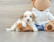 7 week old Shih Poo Puppy For Sale - Florida Fur Babies