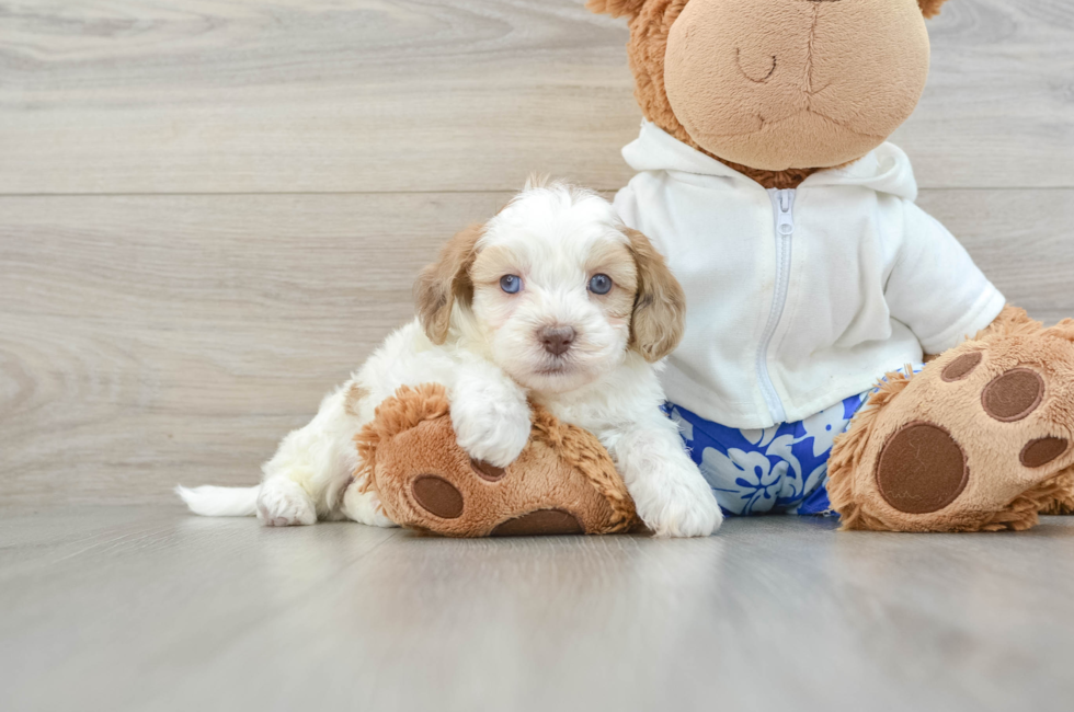 5 week old Shih Poo Puppy For Sale - Florida Fur Babies