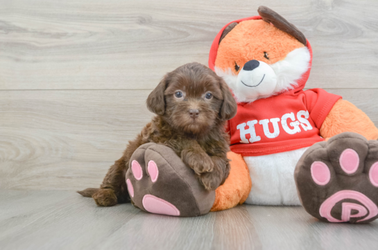 Fluffy Shih Poo Poodle Mix Pup