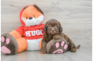 Best Shih Poo Baby