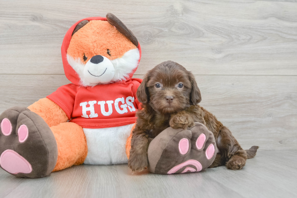 Best Shih Poo Baby